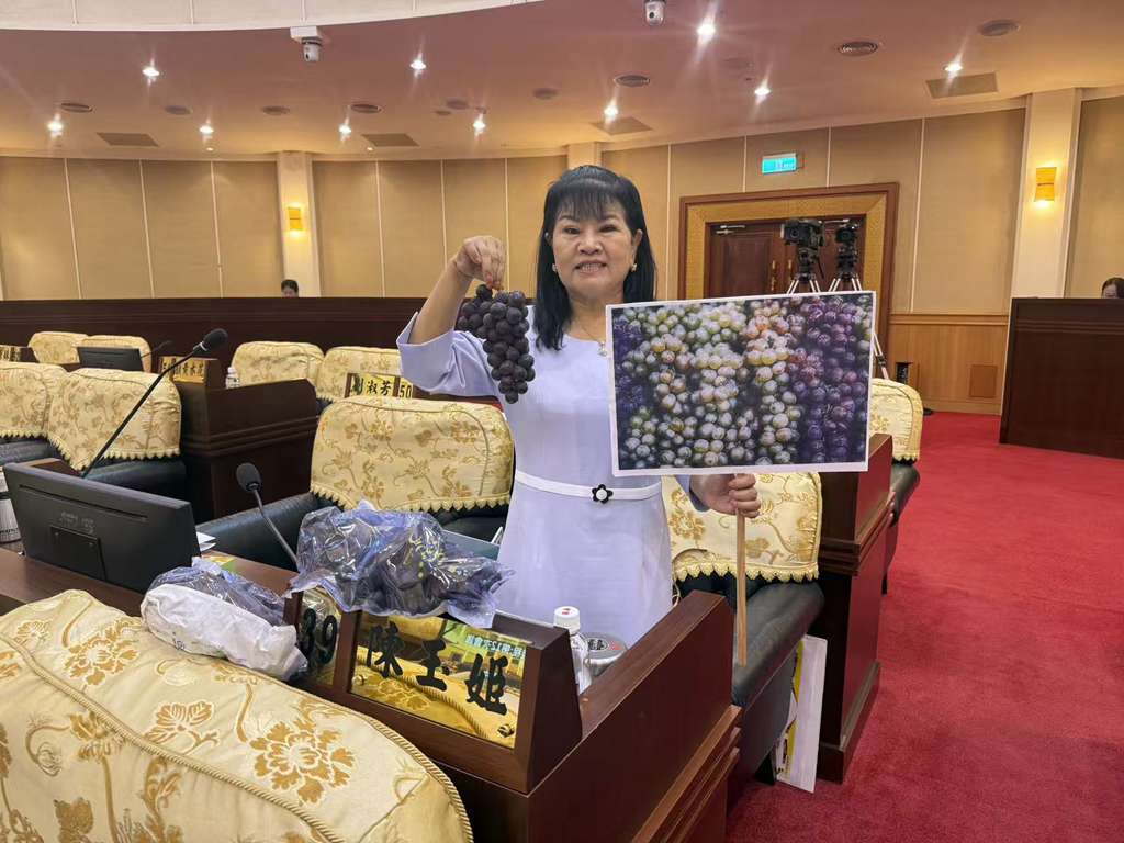 溪湖巨峰葡萄盛產 議員陳玉姬籲媒合果汁廠收購「醜果」